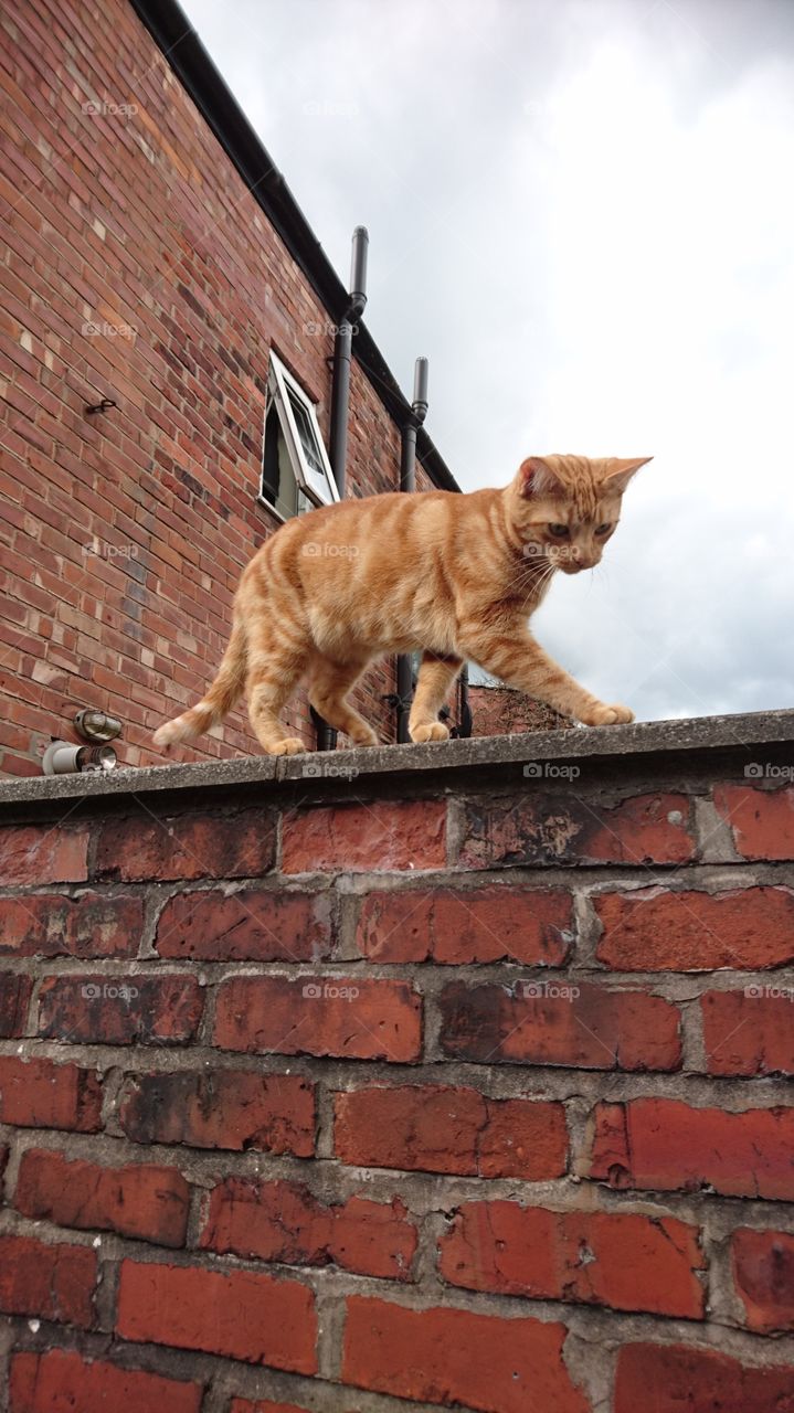 Cat on the brick wall