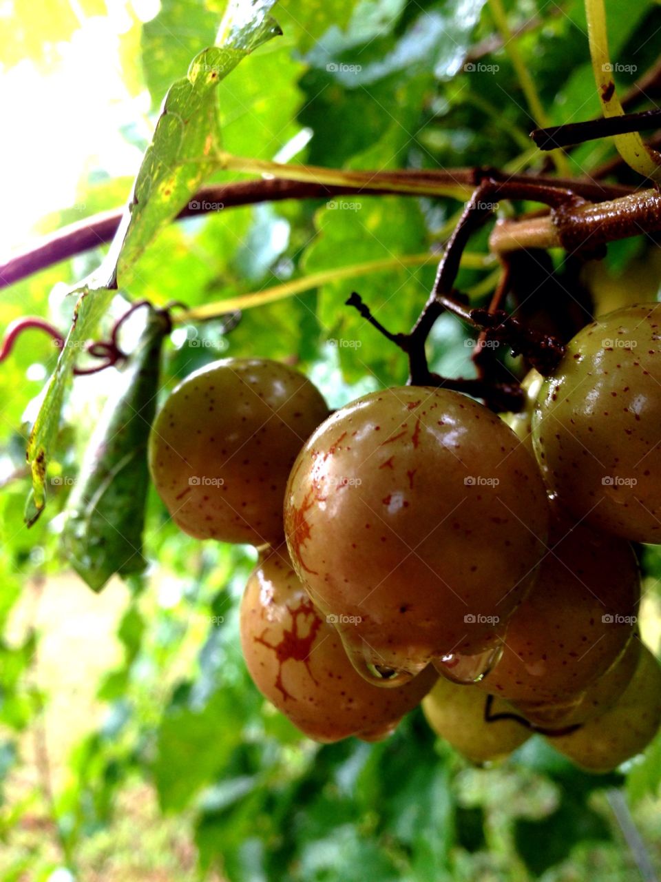 Muscadine grapes