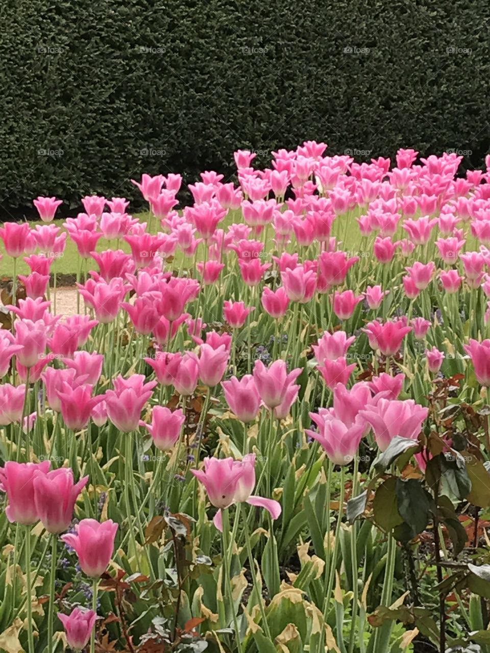 Tulips pink
