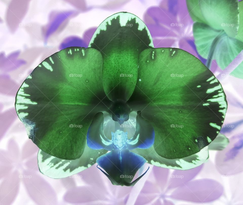 orchid negative