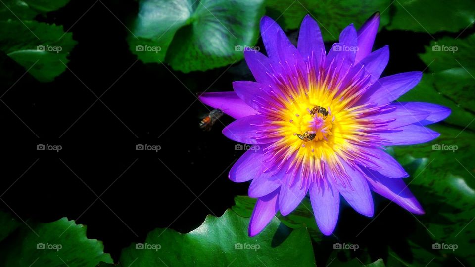Beautiful purple lotus flower in the canal