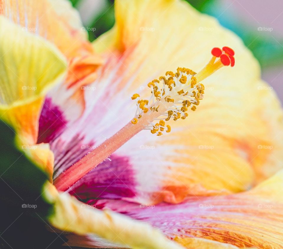 Hibiscus Power 