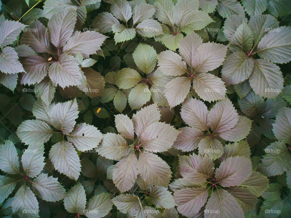 textured background of leaves of a plant