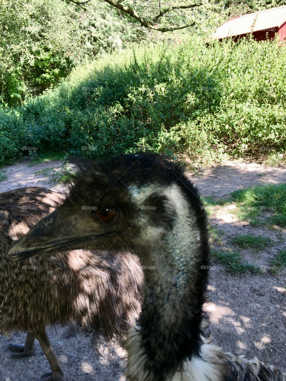 ostrich