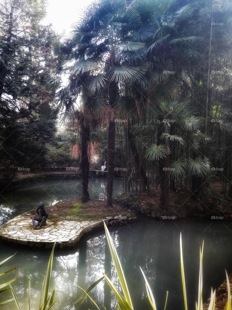 Tree, Water, Environment, Nature, Park