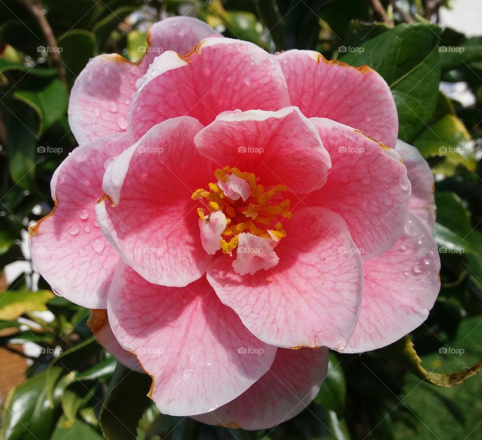 Camelia