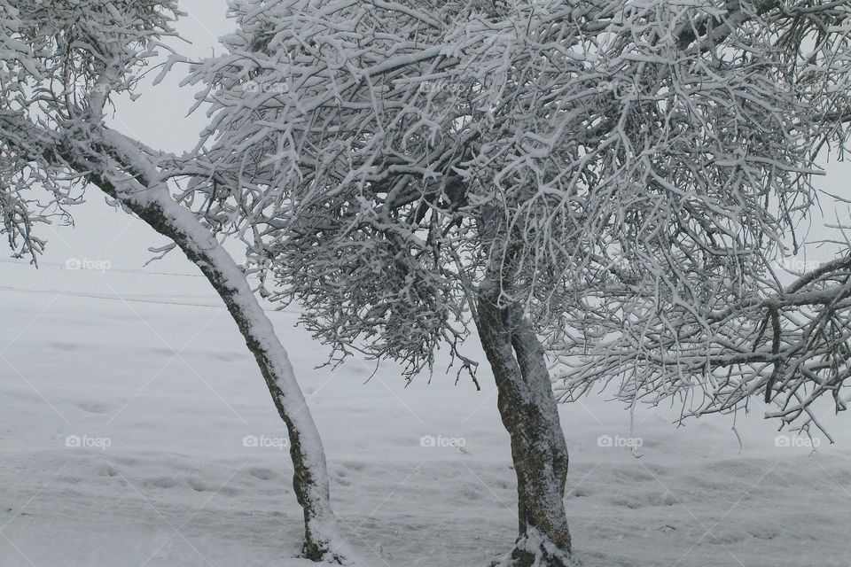 Bäume unter Schneelast