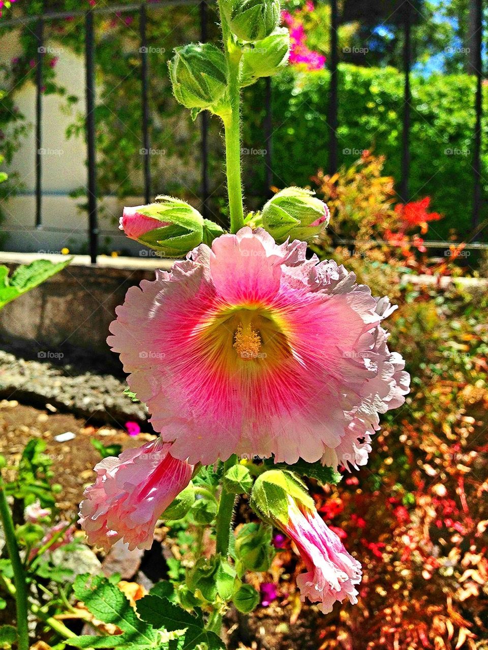 flowers garden plants nature by itsAus