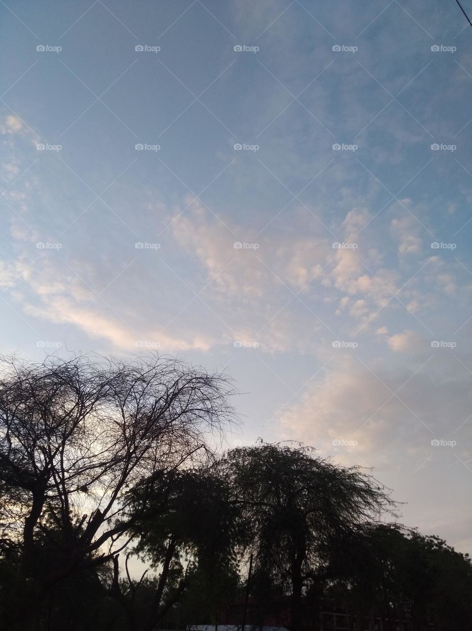 a shiney day white clouds whites cloud scattered dark tree looks very beautiful blue sky