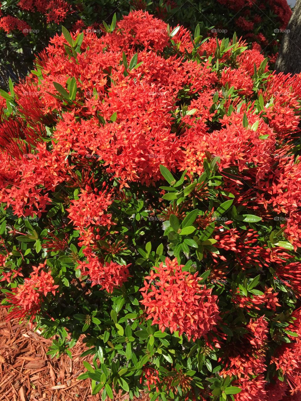 Tropical shrub