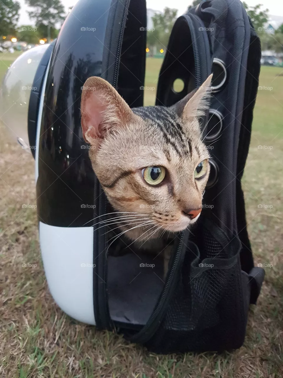 cat bad mood