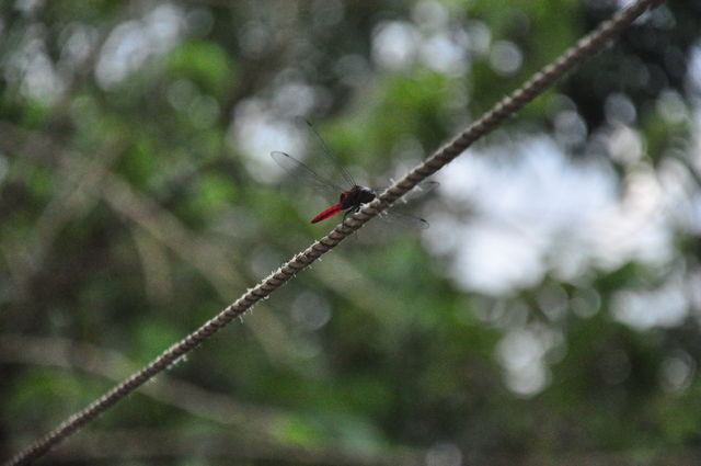 fly