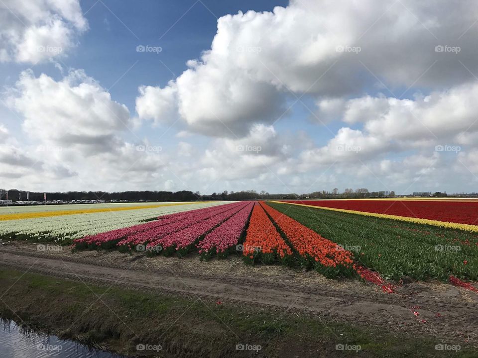 Tulip fields