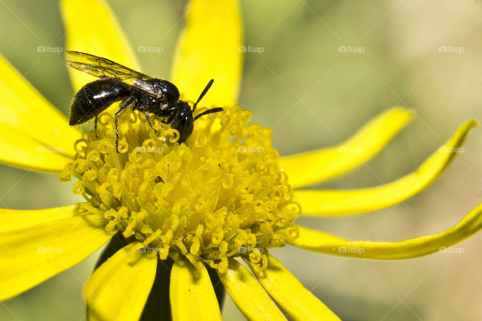 black bee collecting pollenon a yellow flower