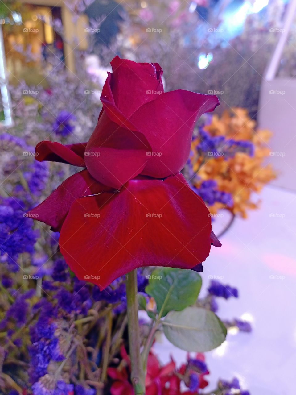 Beautiful red rose