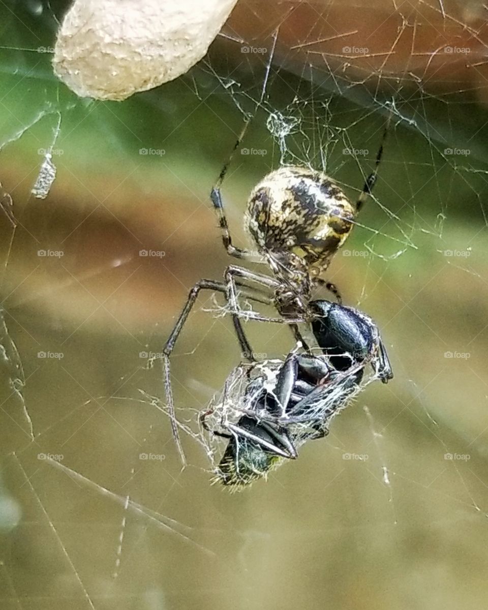 Spider webbing an ant