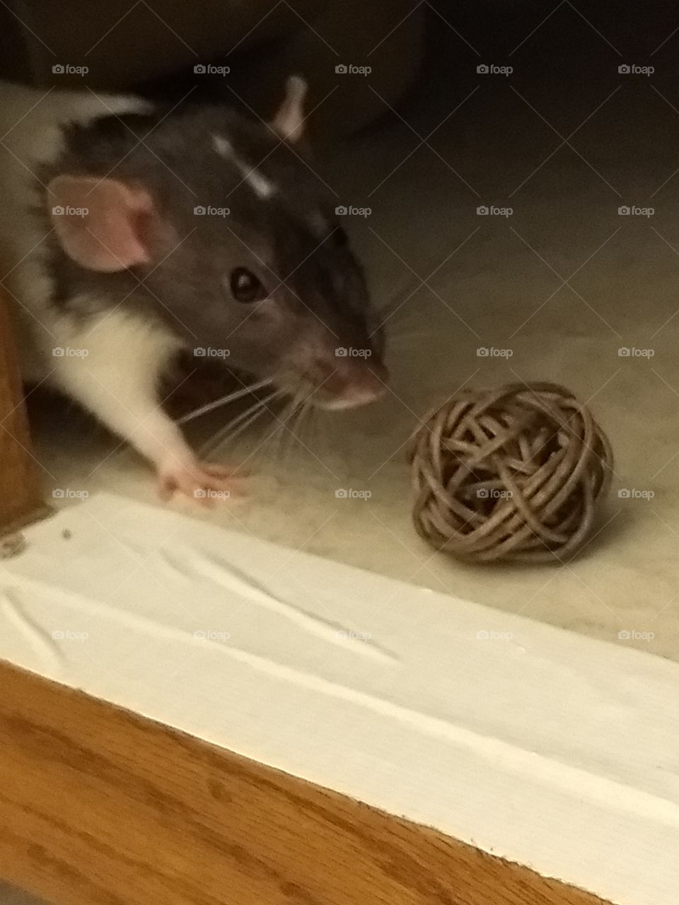 My pet rat, Bonnie, playing ball