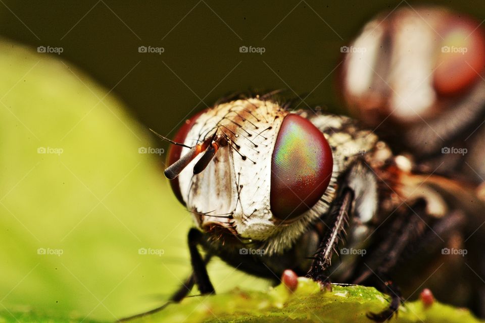 Insects. Face of Beauty, Love on the grass