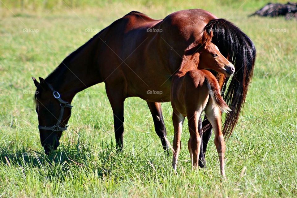 Baby Horse and his Momma. love it where we live
