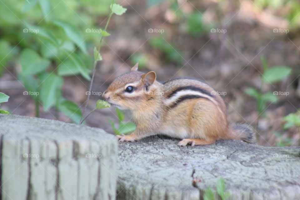 Chipmunk