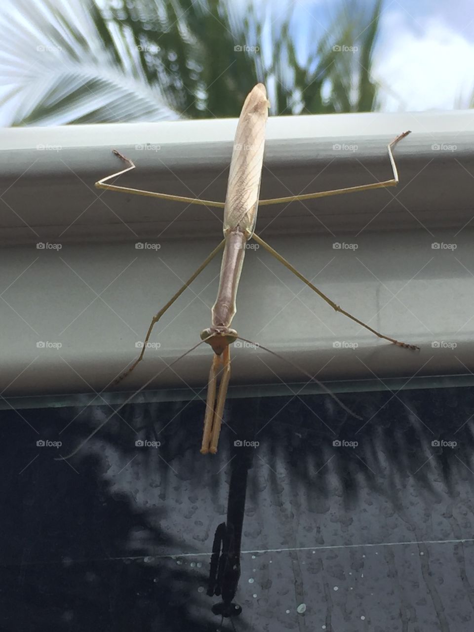 Grasshopper on back of my vehicle. Relaxation😊
