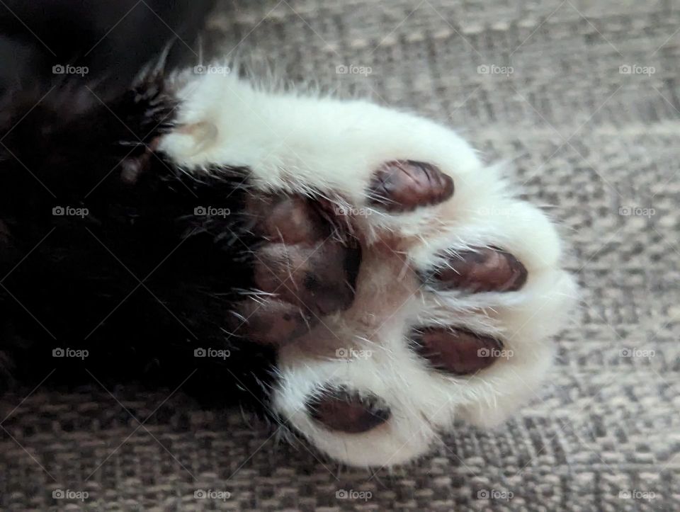 Toe Beans