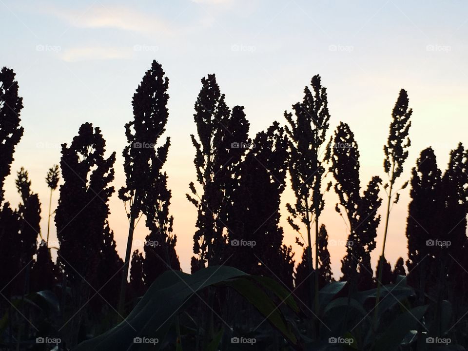 Maize at sunset. Coming home down the ol' dirt road, I just had to stop to enjoy the view just before the harvest. 