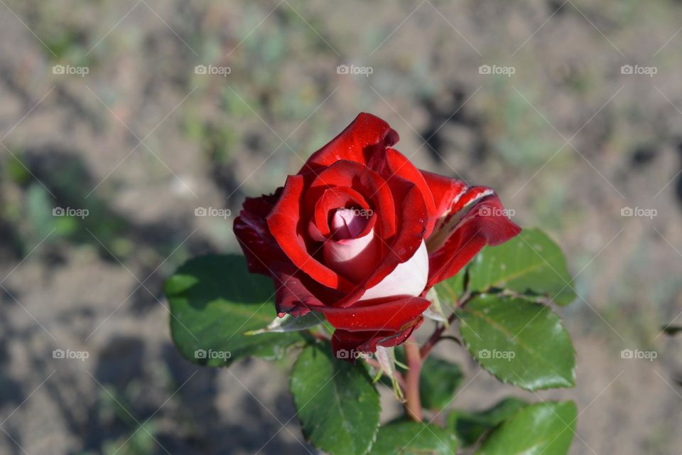 red rose flower growing in garden earth background