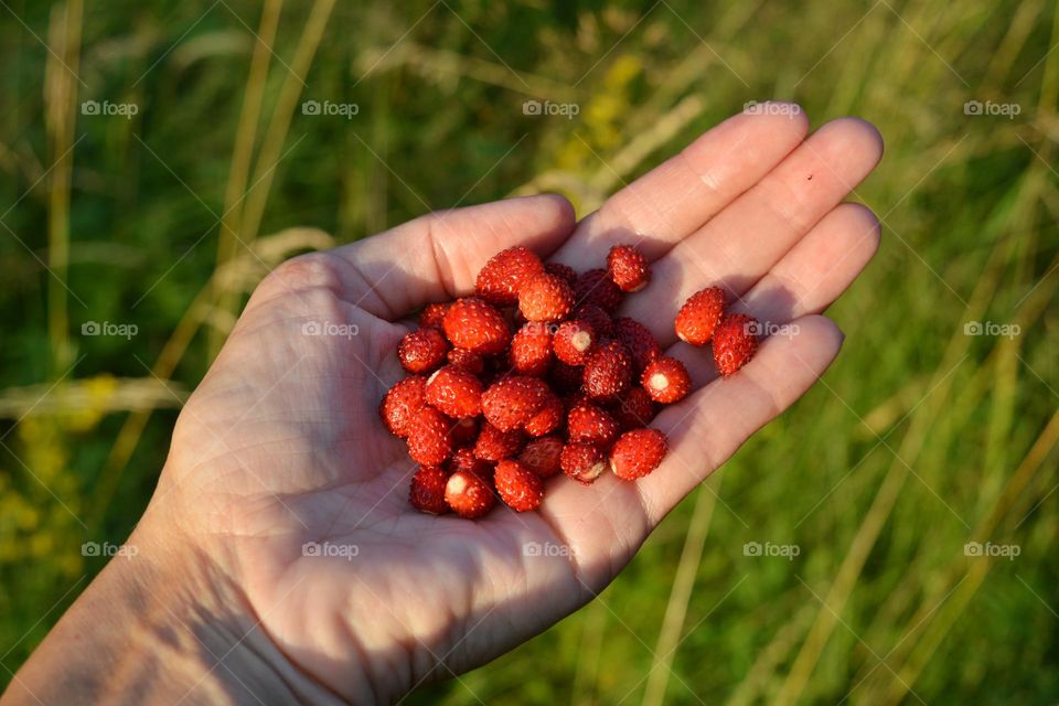 love summer, red wild strawberries in the hand in sunlight green background