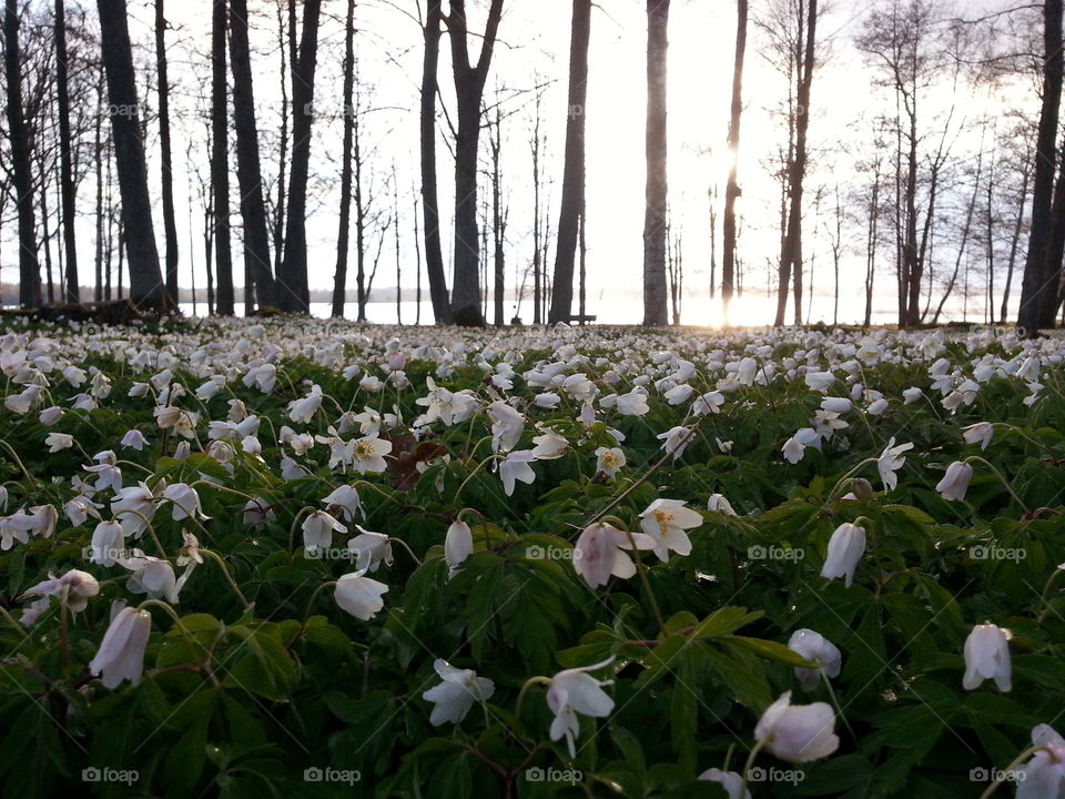 Forest in every season