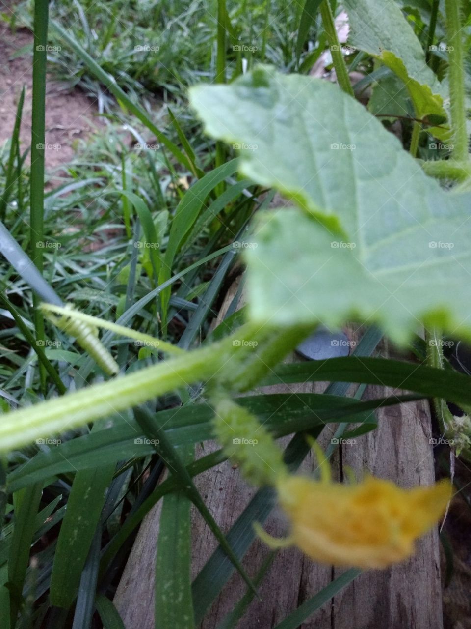 how a flower becomes a cucumber