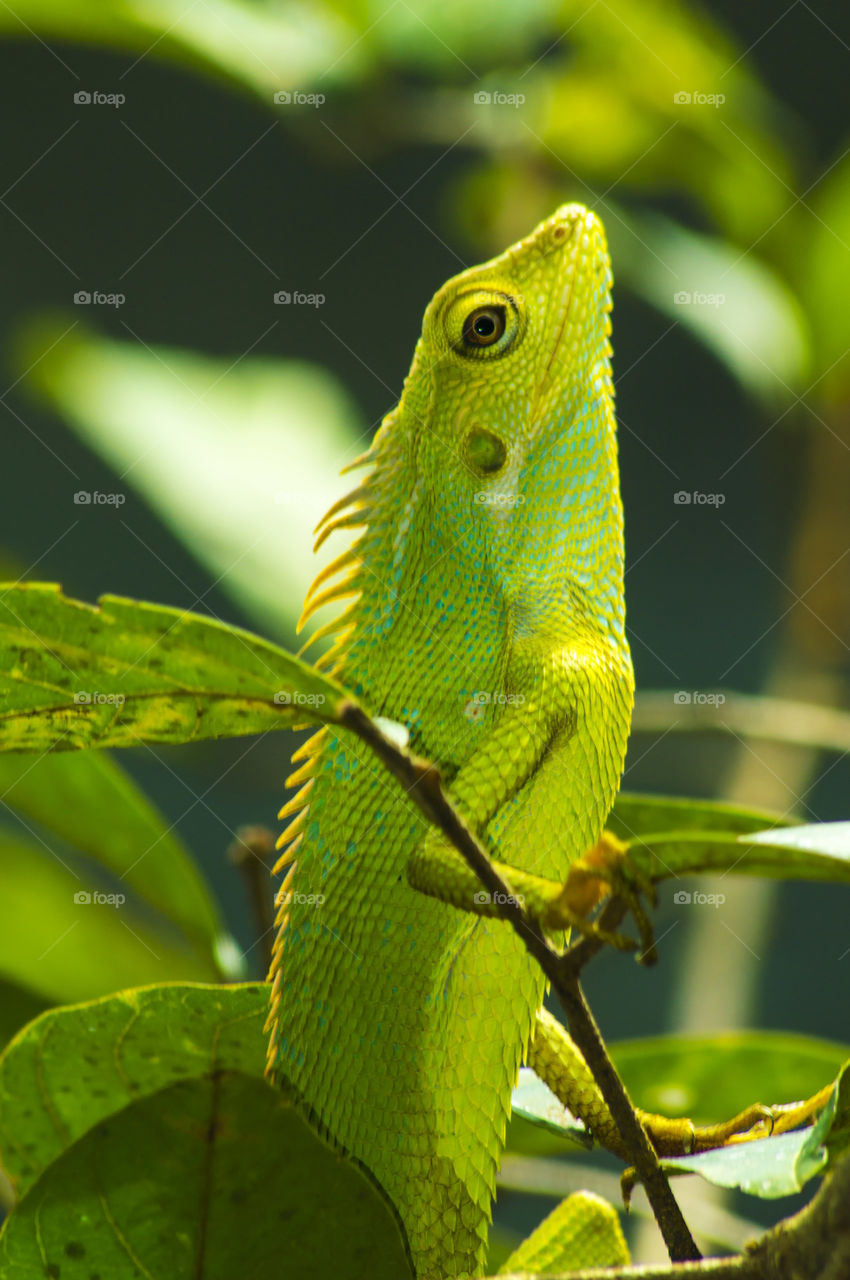 lizard