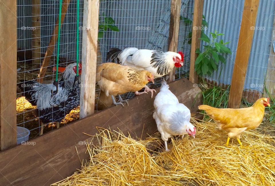 Chic-chic-Chickens