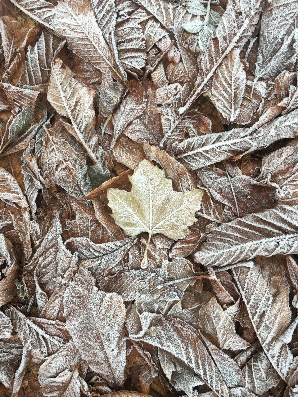 Frozen leaf