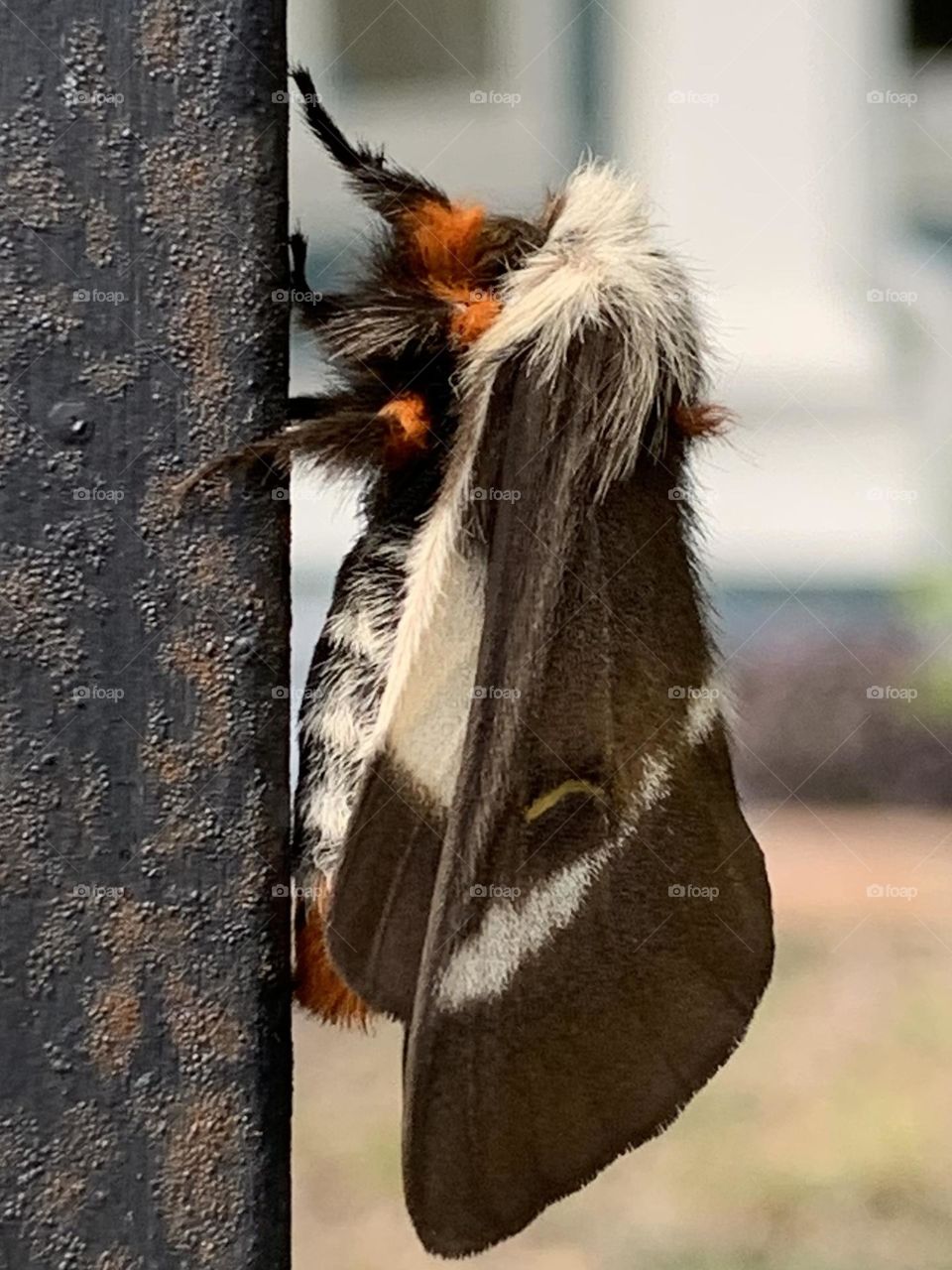 Beautiful little moth. 