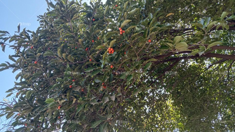 Green 💚🍏 tree 🌴 with Red ♥️🍒 fruits. so beautiful 🥰❤️ feeling happy 😊 to see this awesome Nature picture 🤩🖼️