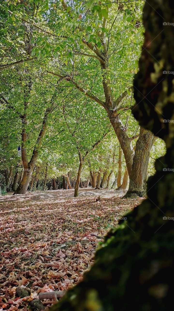 Green forest with a carpet of autumn leaves