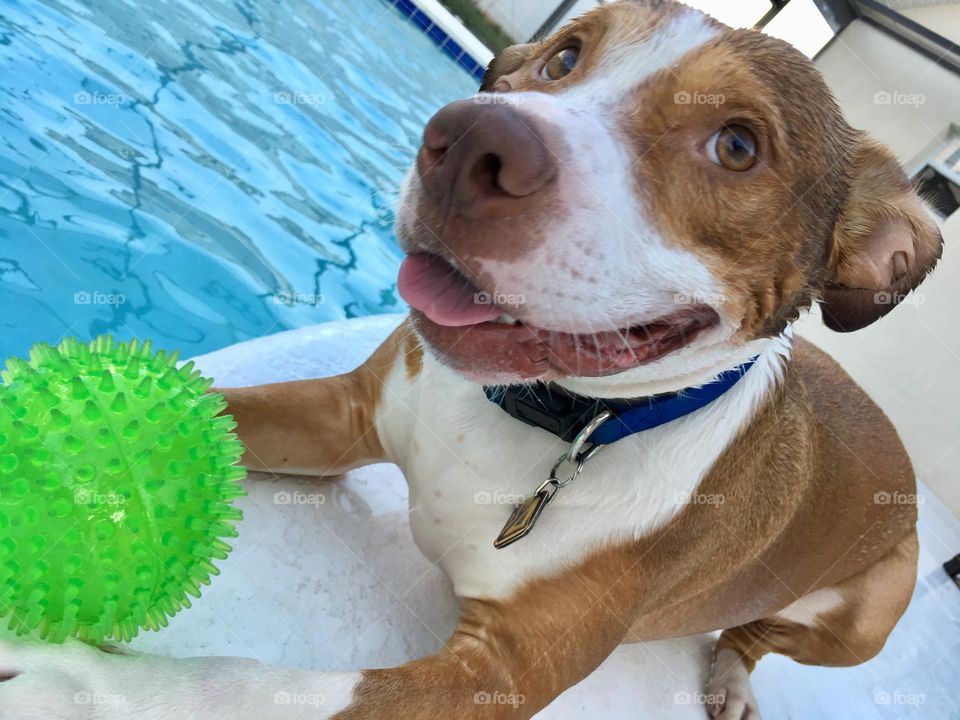 Beautiful dog swimming in a pool with a ball