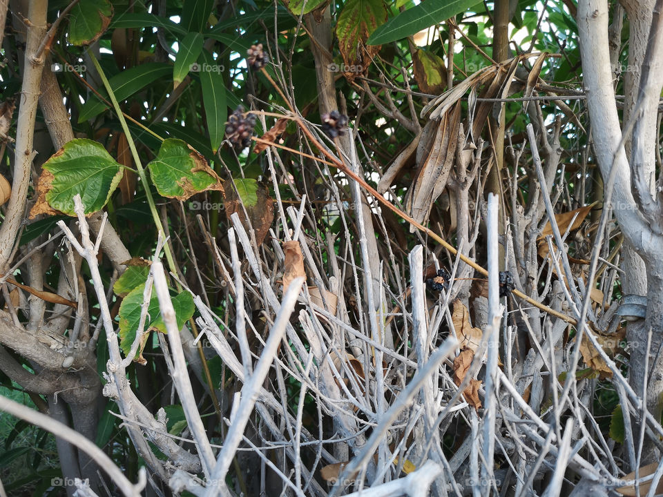 The branches and its leaves.