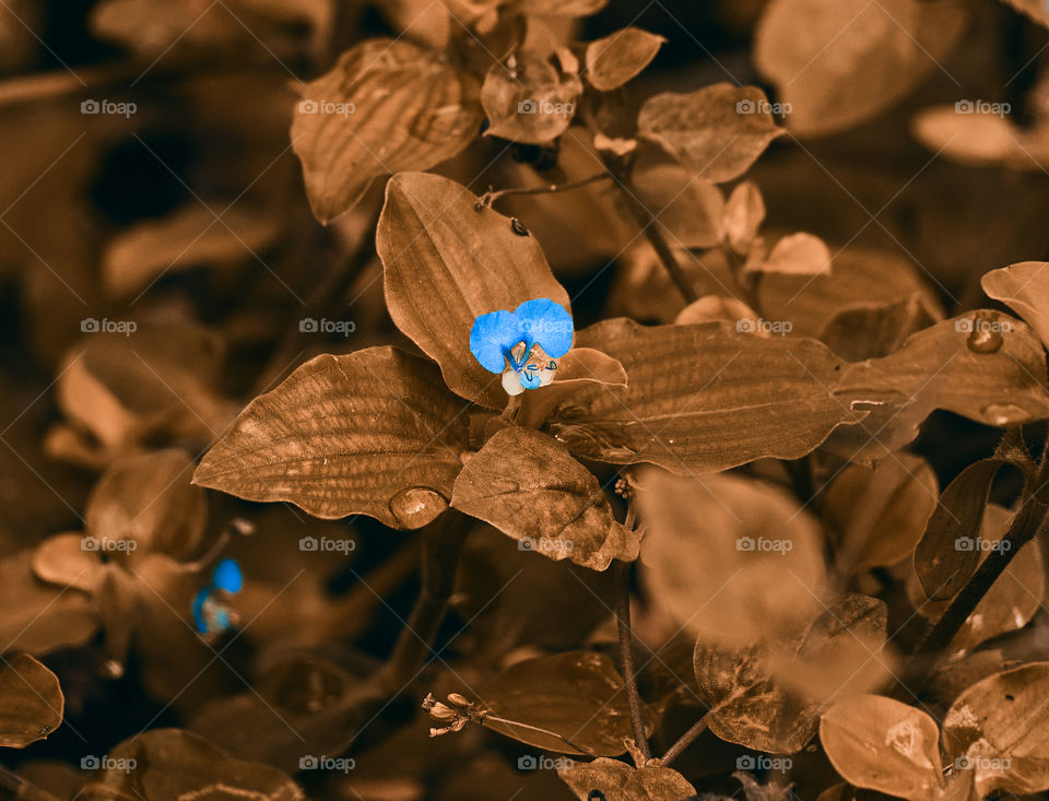 Asiatic day flower  - brown shade