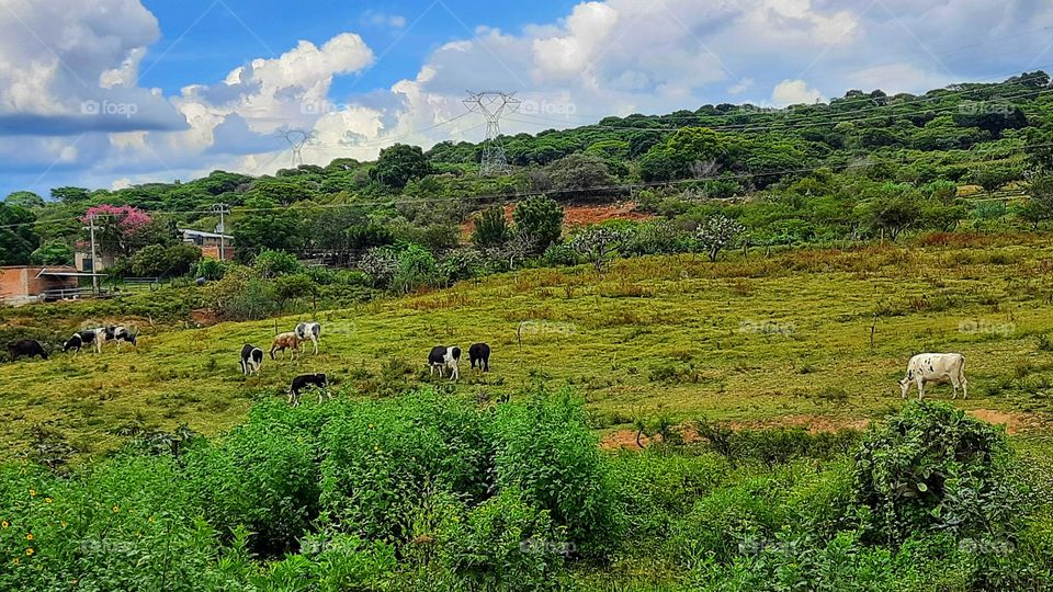 Cows in the field,cows,field,countryside,rural,green,tree,grass,sky,clouds,cloudy,colorful,landscape,nature,animals
