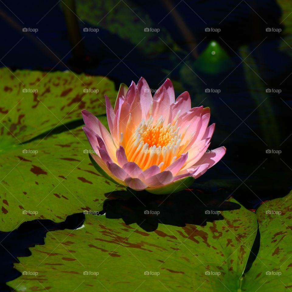 Directly above view of lotus