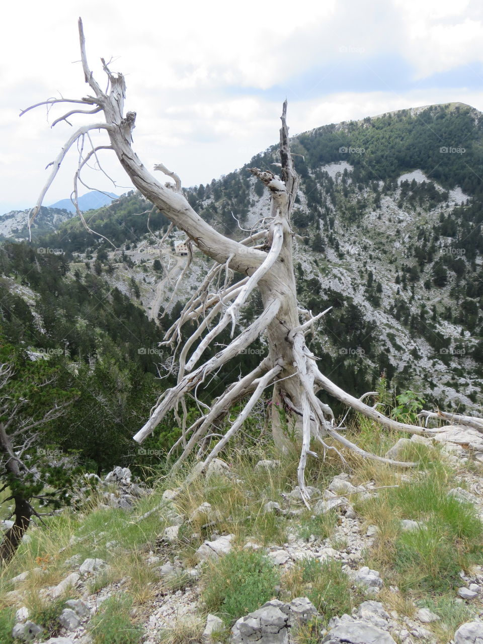 Mountain Orjen Montenegro tree struck by a lightning