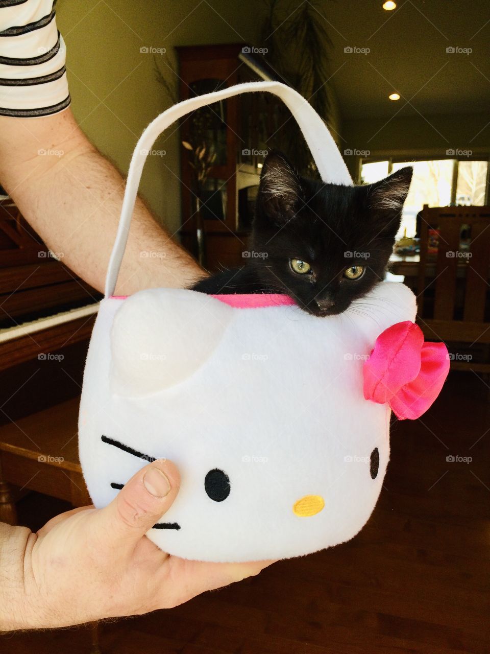 Adorable little black kitten with the sweetest little head sitting in white Hello Kitty Easter basket. 