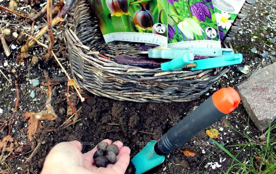 Planting bulb for next spring