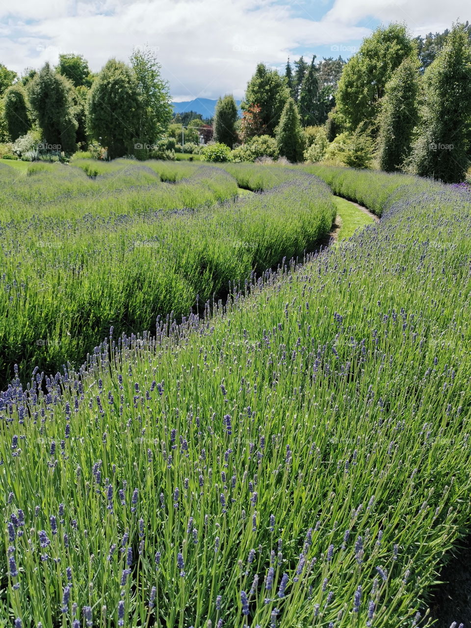 Lavender garden