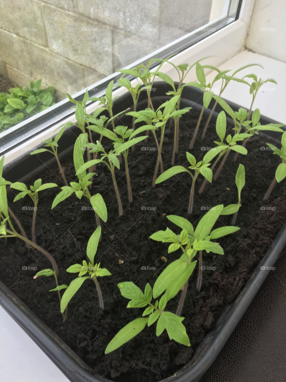 Growing tomatos