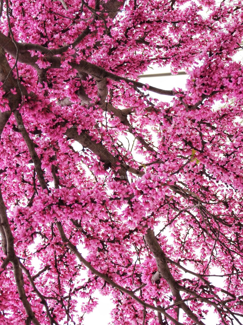 looking up under a beautiful redbud tree