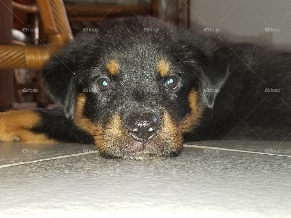 Rottweiler puppy