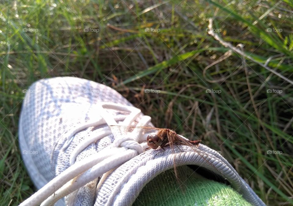 dragonfly on a shoe summer time